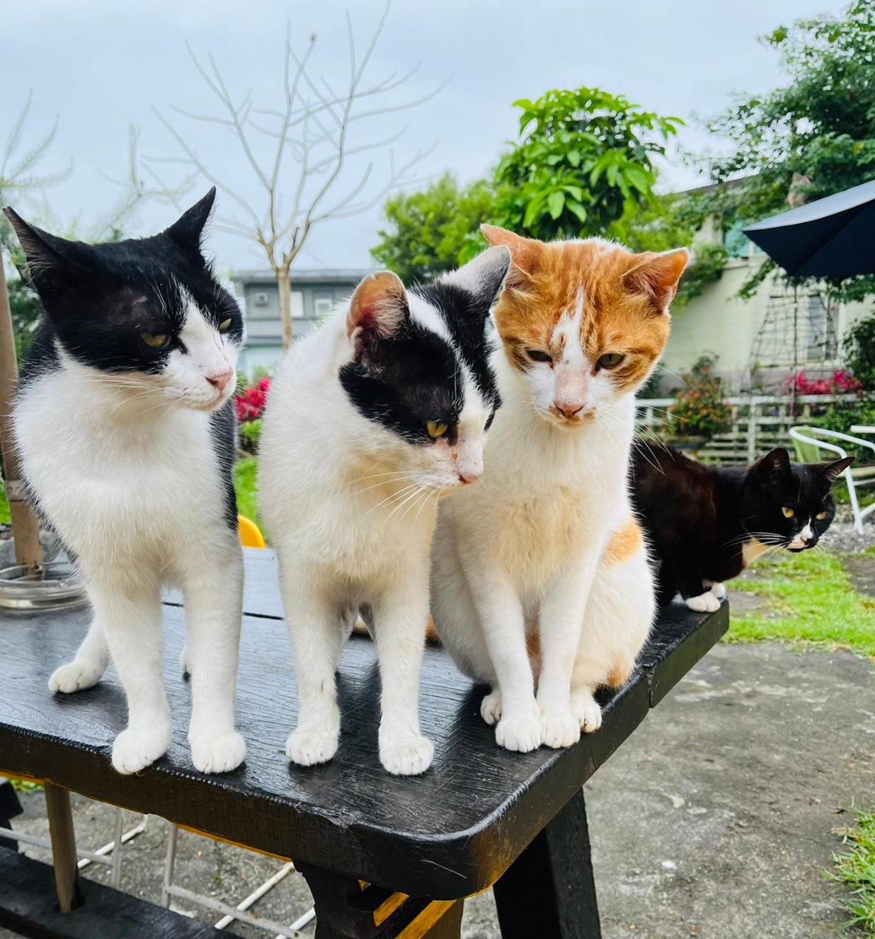 Cat Sky Country Homestay Sanxing Eksteriør billede