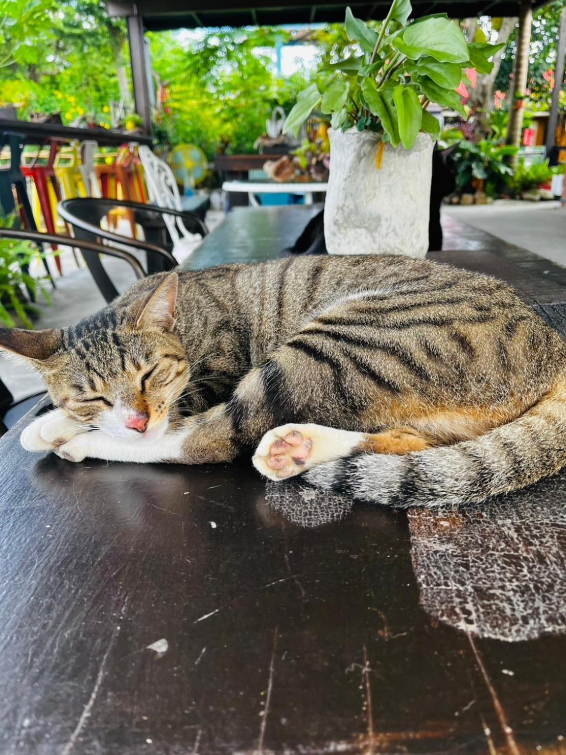 Cat Sky Country Homestay Sanxing Eksteriør billede