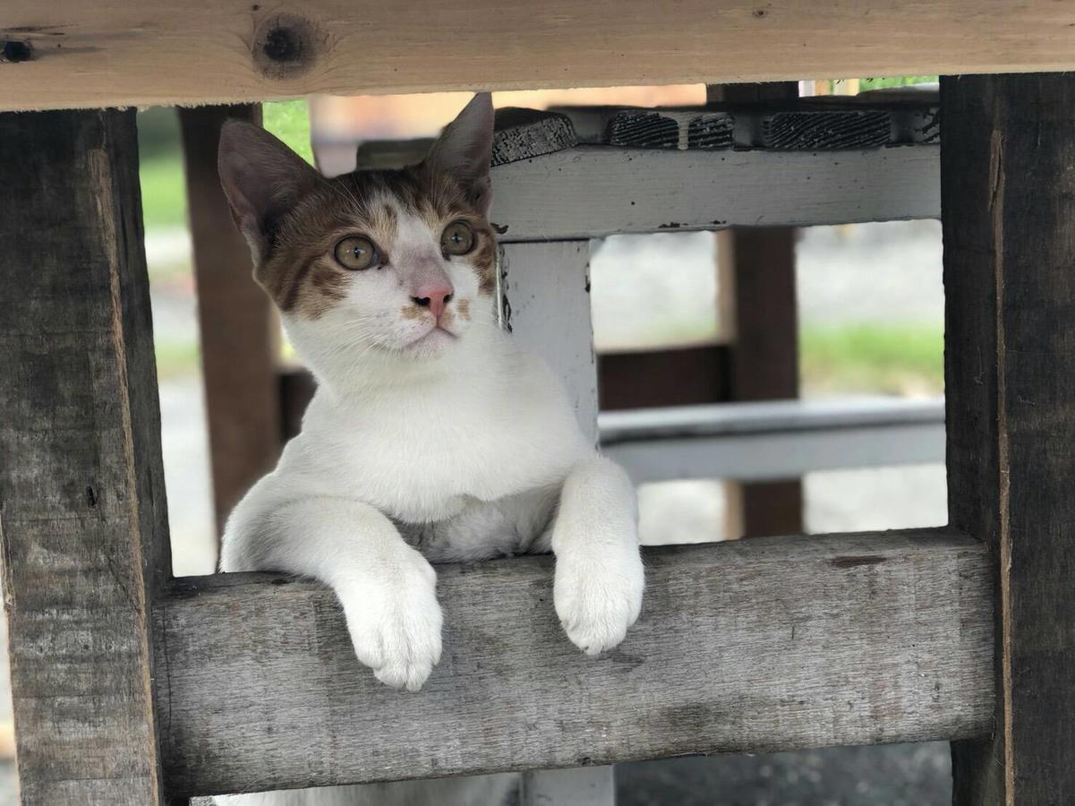 Cat Sky Country Homestay Sanxing Eksteriør billede