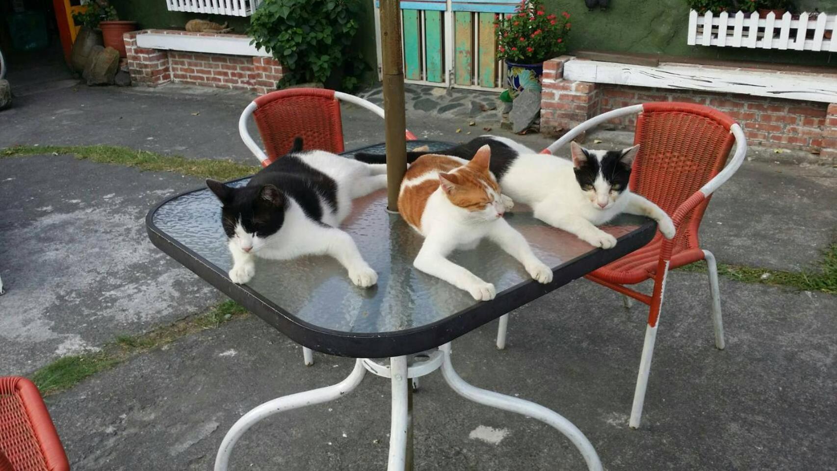 Cat Sky Country Homestay Sanxing Eksteriør billede